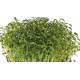 Мікрозелень насіння крес-салату, мікрогрін