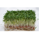 Мікрозелень насіння крес-салату, мікрогрін