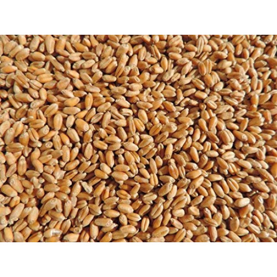 Насіння пшениці для мікрозелені 10г, мікрогрін