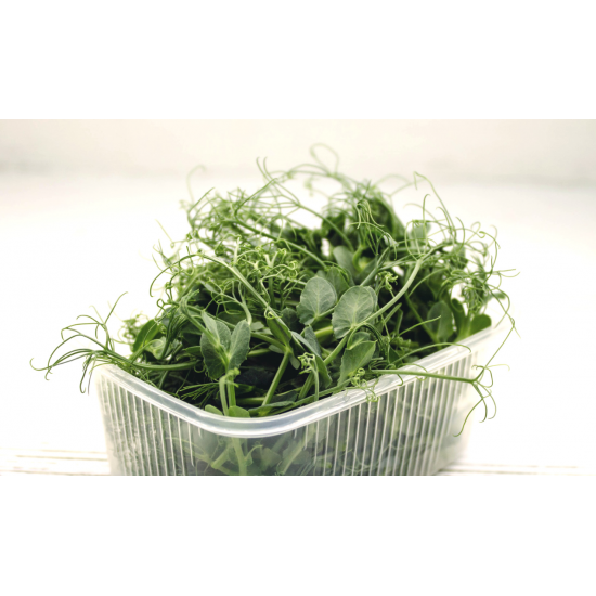 Насіння гороху зеленого для мікрогрін,мікрозелені