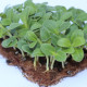 Насіння огірка для мікрозелені, мікрогрін