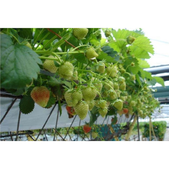 Гідропонні системи для вирощування ягідних культур: полуниці, суниці та ін.