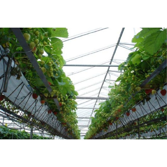 Гідропонні системи для вирощування ягідних культур: полуниці, суниці та ін.