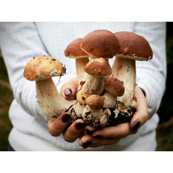 Курс як вирощувати гриби + практика у Києві