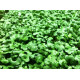 Насіння для мікрозелені суміш 3 видів для імунітету плюс 20 лляних килимків