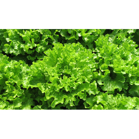 Насіння салату Гентиліну мікрозелень, мікрогрін
