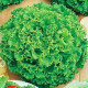 Насіння салату Одеський кучерявець мікрозелень, мікрогрін