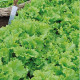 Насіння салату бебі кучеряшка зелена мікрозелень