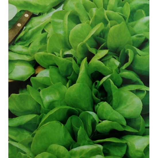 Насіння салату бебі Малятко мікрозелень, мікрогрін