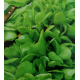 Насіння салату бебі Малятко мікрозелень, мікрогрін