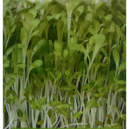 Насіння зеленого салату для мікрозелені, мікрогрін
