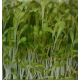 Насіння зеленого салату для мікрозелені, мікрогрін
