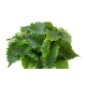 Насіння Перилла (шисо) зелений лист 