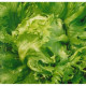 Насіння салату Снігова королева мікрозелень, мікрогрін